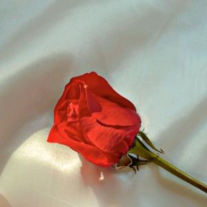 Meet your Posher, LM